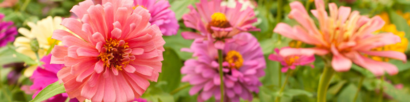 Zinnia, Zinnias